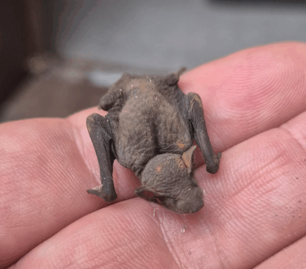 karlik drobny Pipistrellus pygmaeus