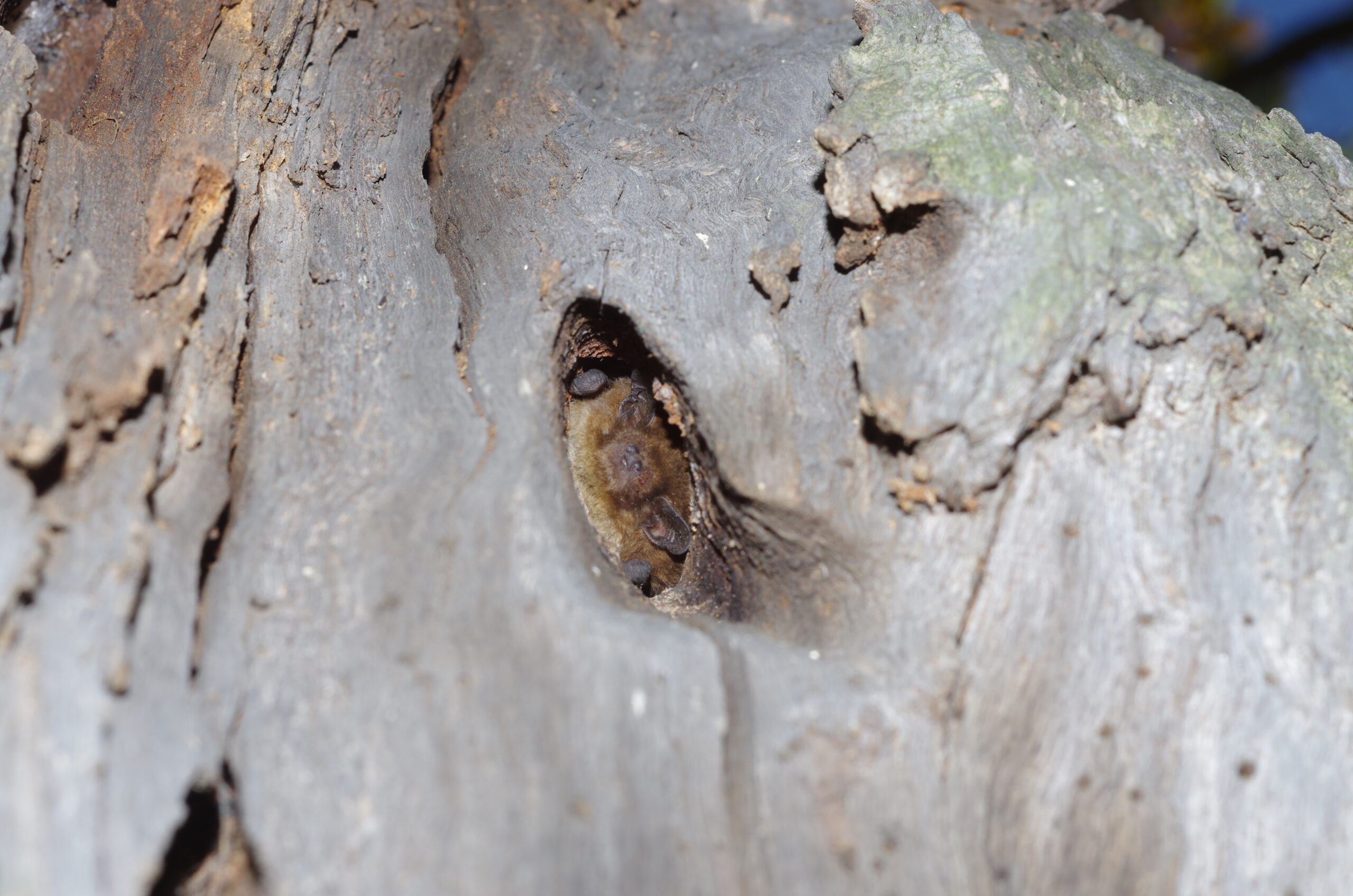 Autorzy zdjęcia Iwona i Tomasz Gottfried