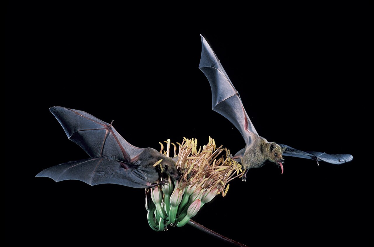 Fot: Autorstwa U.S. Fish and Wildlife Service Headquarters – Leptonycteris curasoae, lesser long-nosed bat, Domena publiczna,