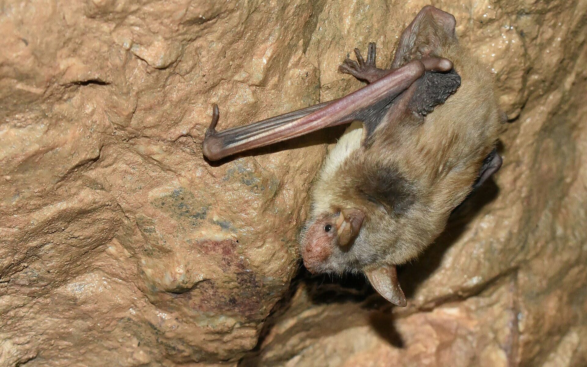 Nocek ostrouszny (Myotis blythii). Fot. Amirekul, Wikimedia Commons, licencja CC BY-SA 4.0.